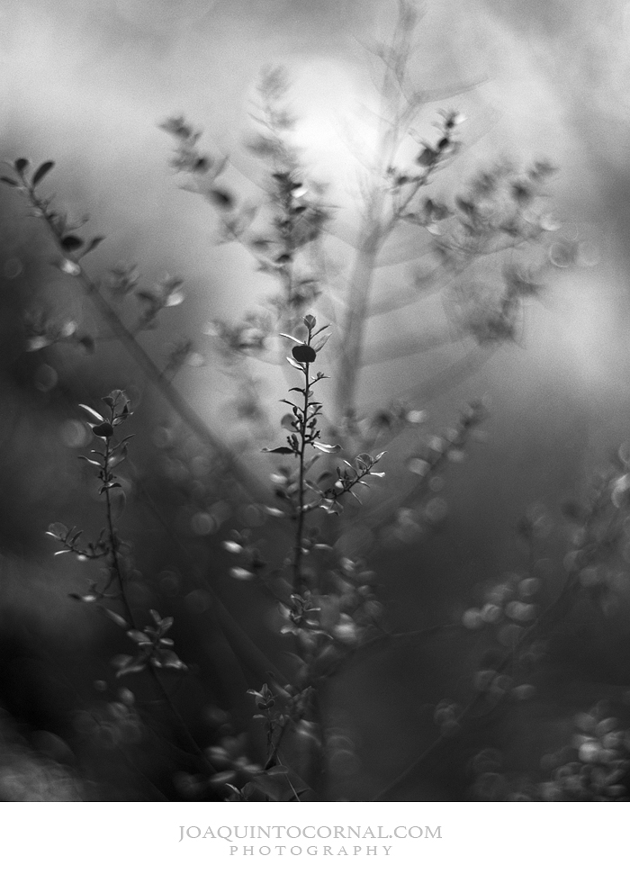 Bosque 02web
